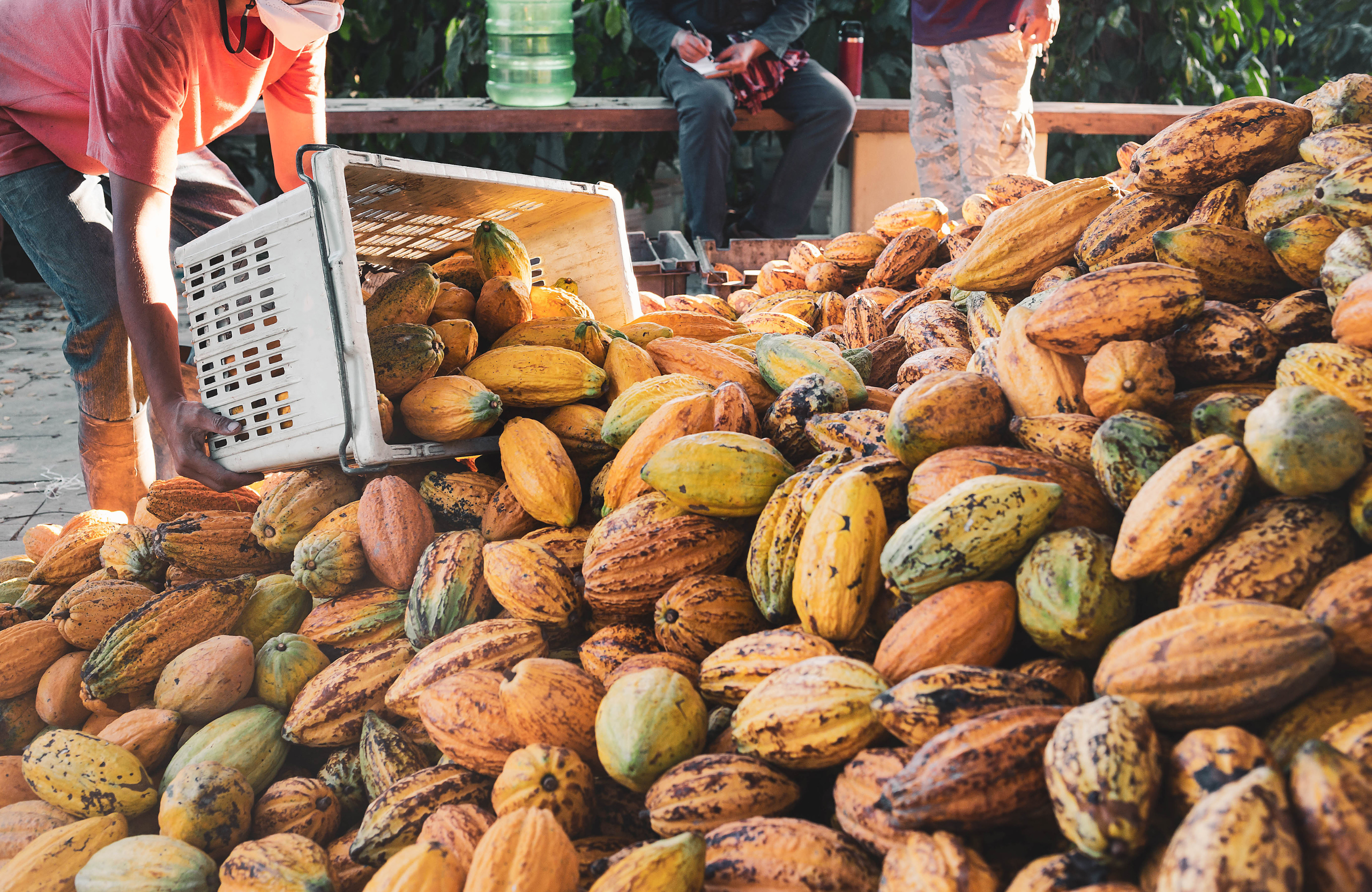 Sourceurs de cacao chocolat erba nera Corse Bastia