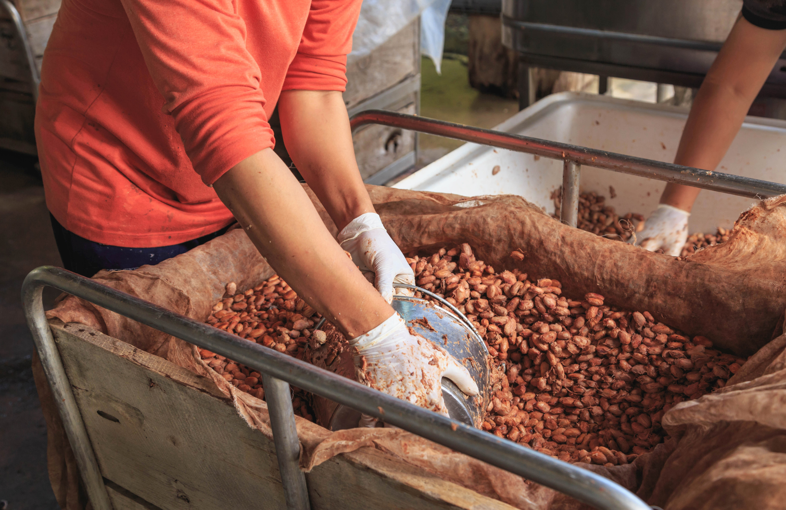 Producteurs de cacao chocolat erba nera Corse Bastia