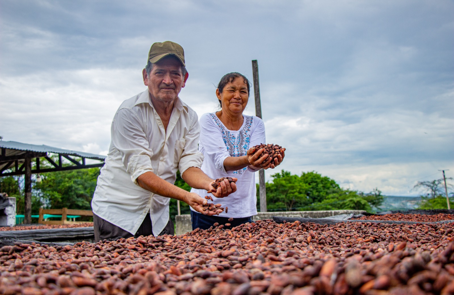 Uttku Pérou Producteurs de cacao chocolat erba nera Corse Bastia