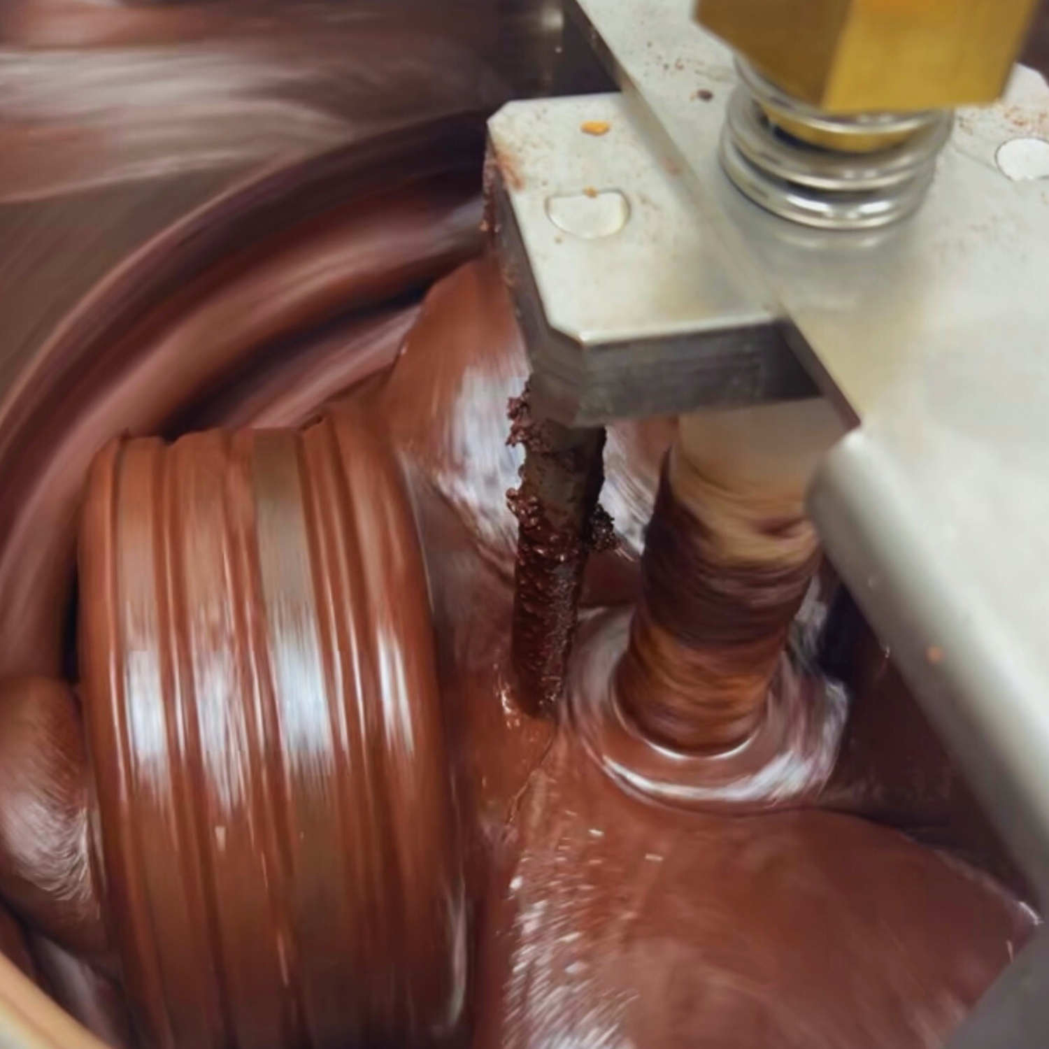 Conchage chocolat Erba Nera Corse
