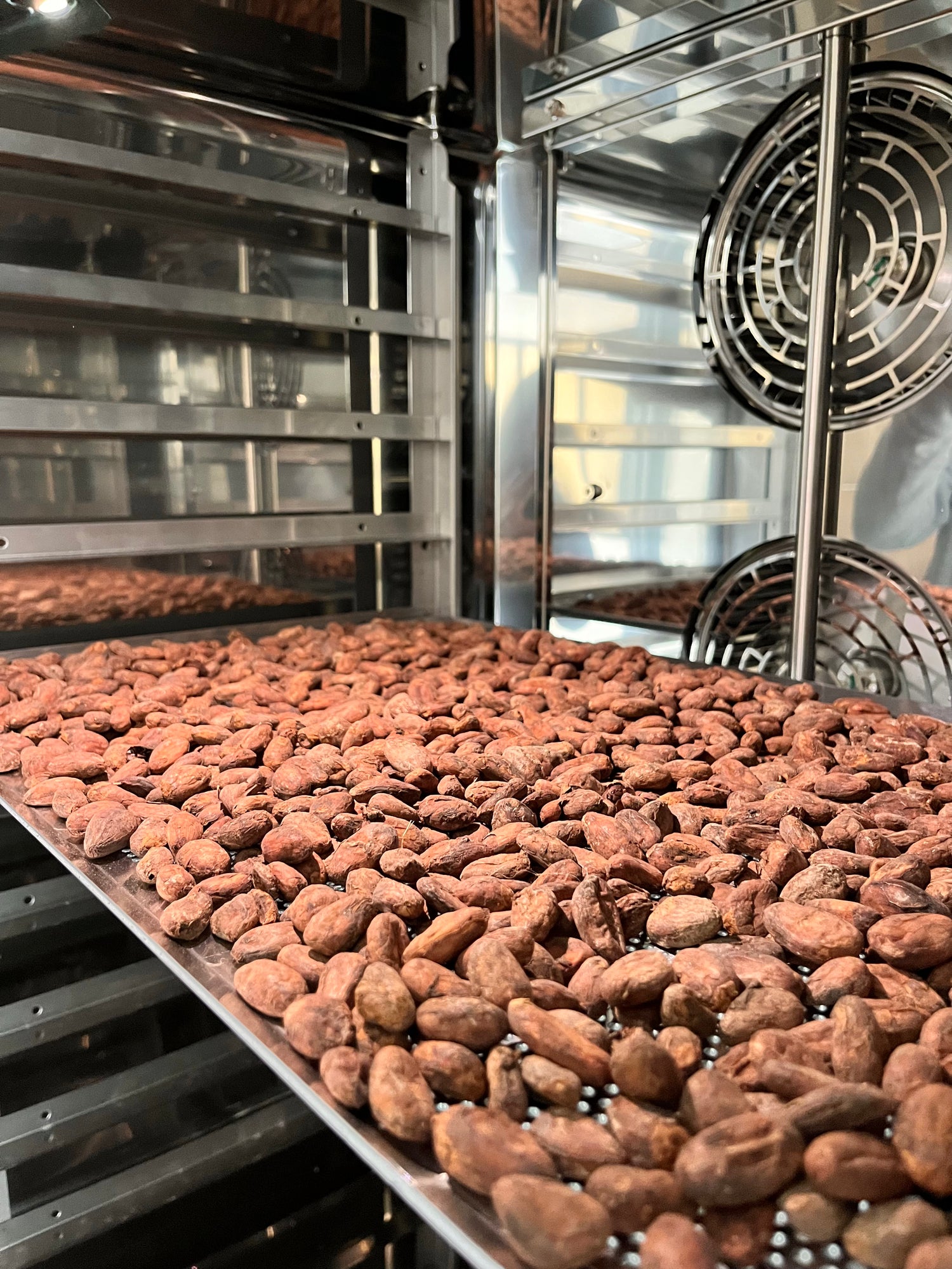 Torrefaction de cacao chocolat erba nera Corse Bastia